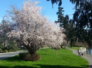 Cherry blossoms in February?